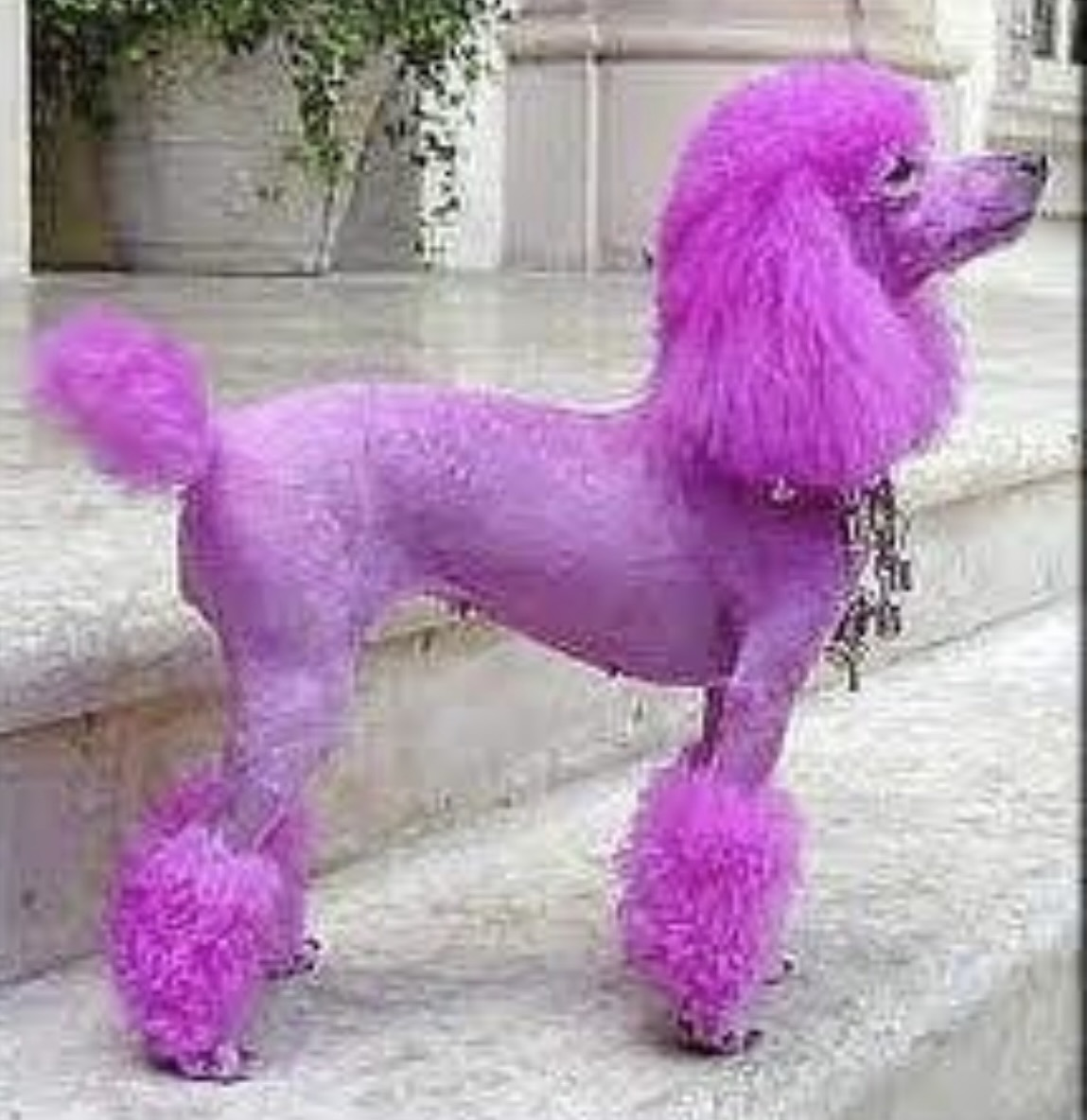 Royal Dip Pet Gallery